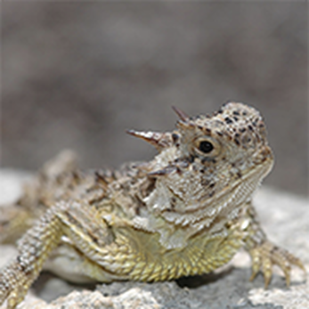 Texas-horned Lizard