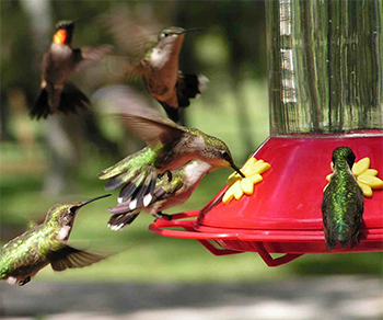Rube-throated Hummingbirds